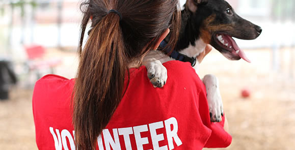 volunteering at dog shelters near me