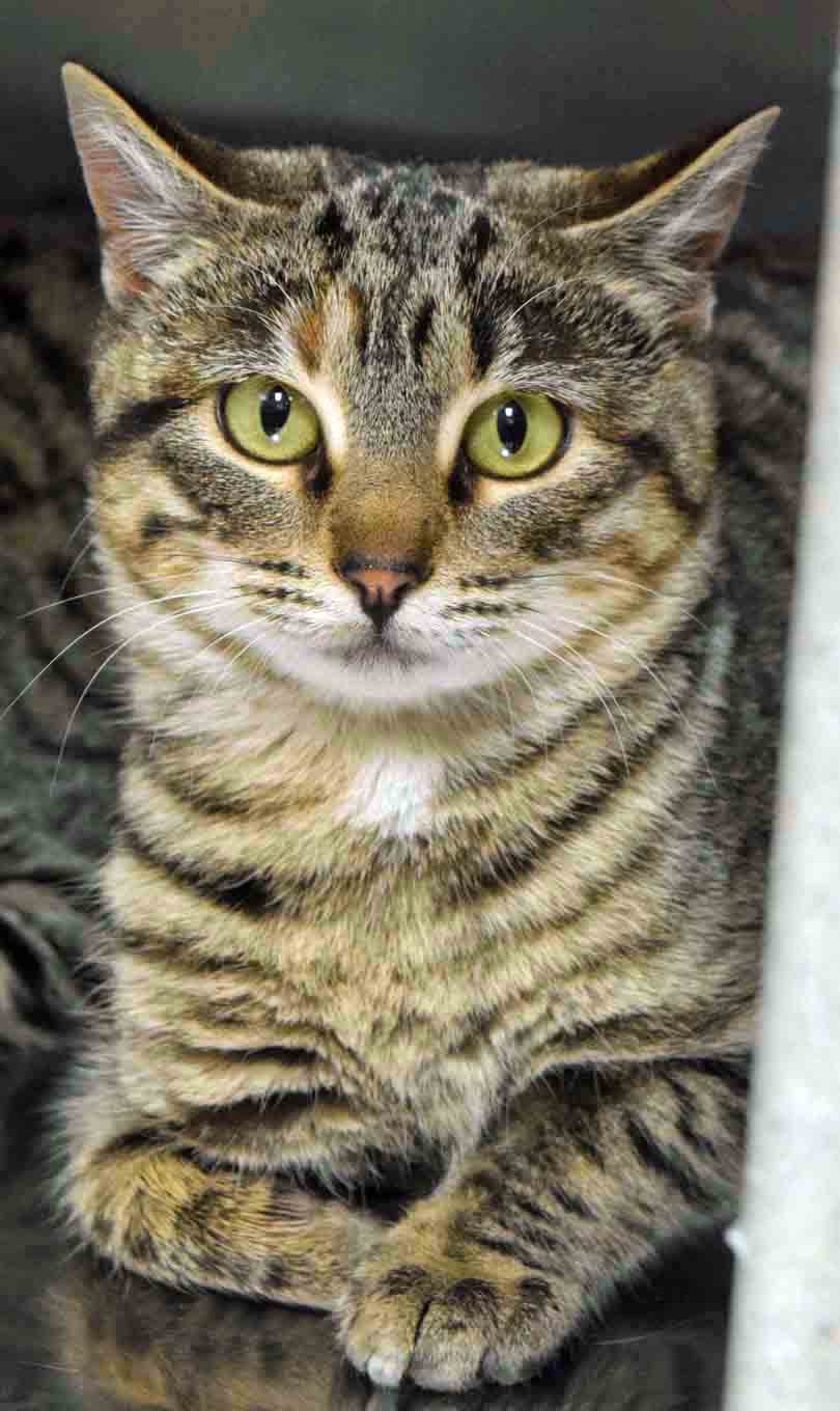 Weber County Animal Shelter cat