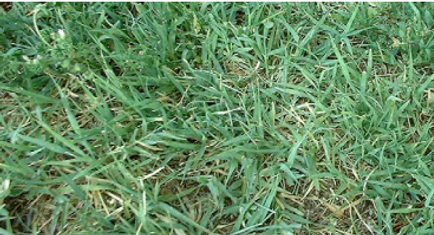 Bermudagrass