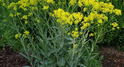 Dyer's Woad