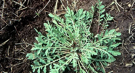 Knapweed