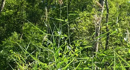 Phragmites