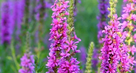 Purple Loosestrife