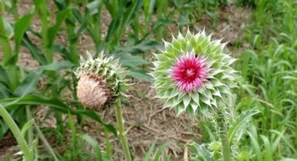 Thistles